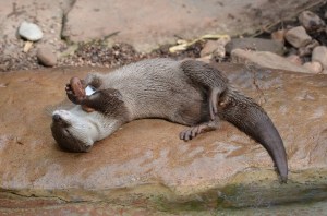 otter-2244715_960_720