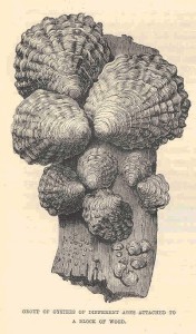 Group_of_Oysters_of_Different_Ages_Attached_to_a_Block_of_Wood